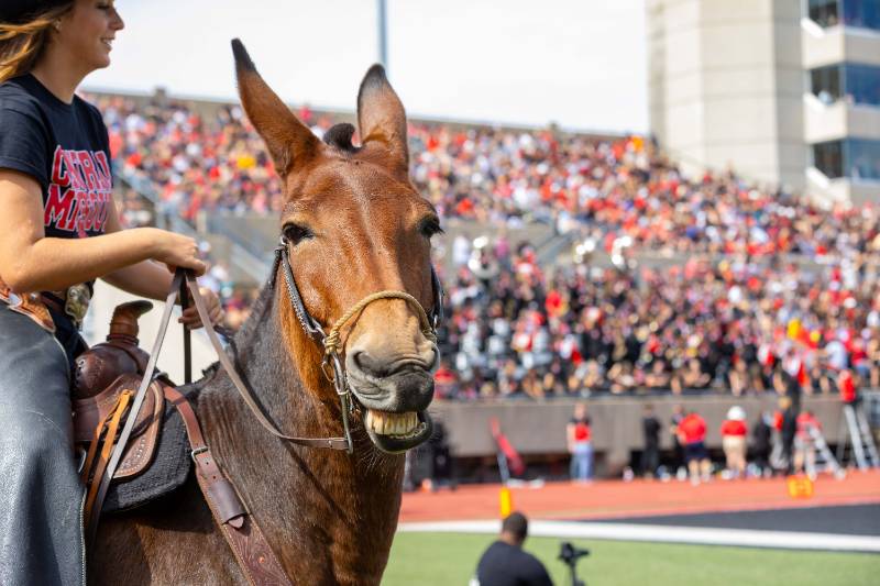 Molly the mule at a football game