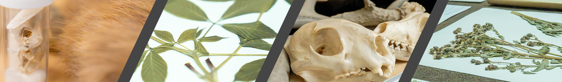 Four images of preserved plants and animals Four images of preserved plants and animals