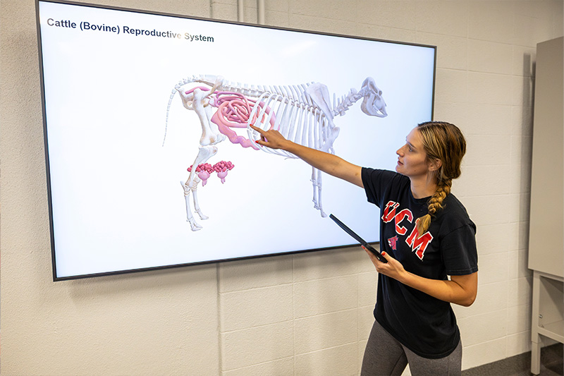 A student pointing to a smartboard 