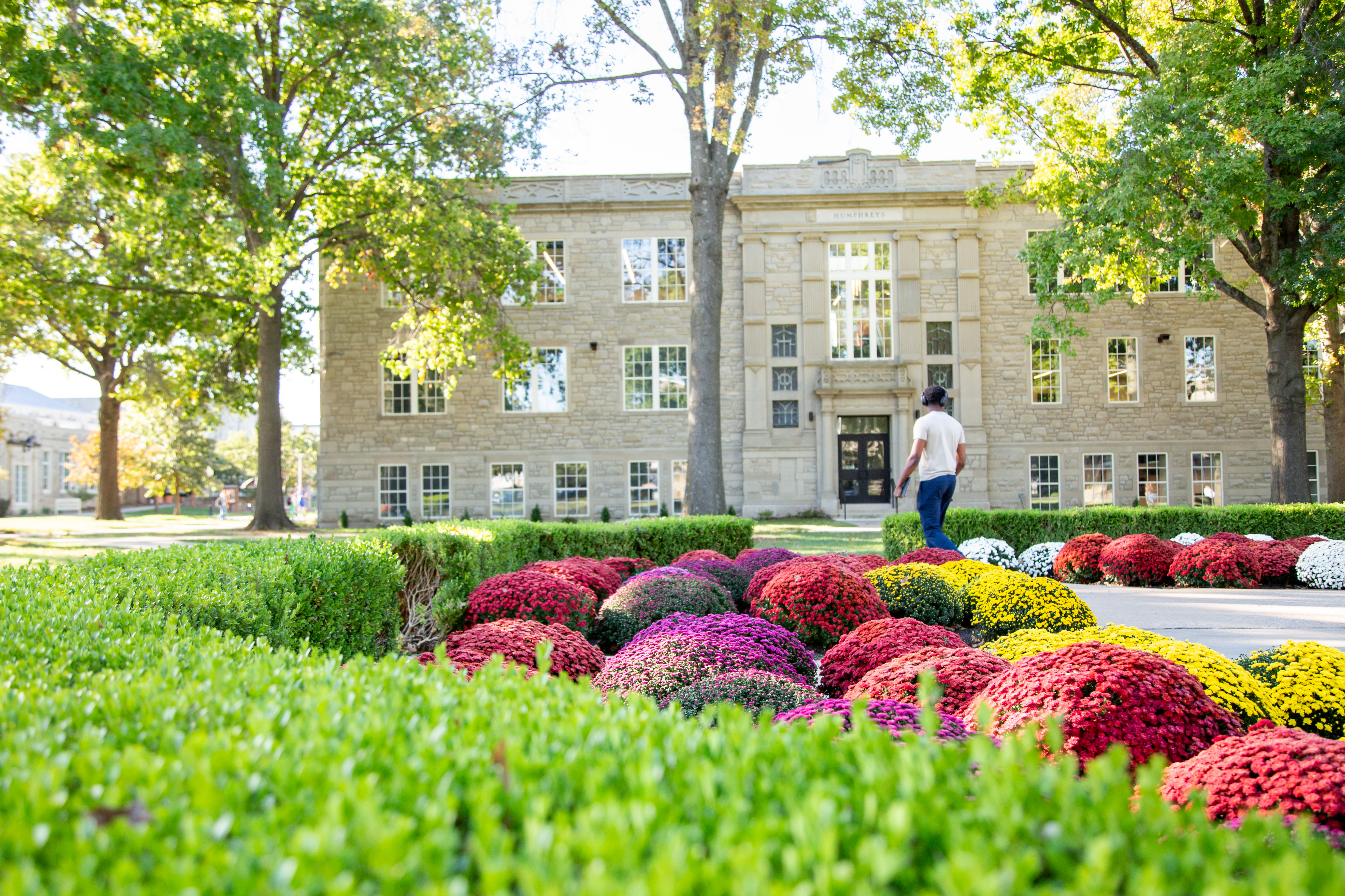 The Humphreys Building, with lots of windows and made of gray stone, is seen with tall trees on either side. At the front of the photo, dozens of large colorful mums are seen, surrounded by a green hedge. A student is seen from behind as they walk on the sidewalk toward the building.